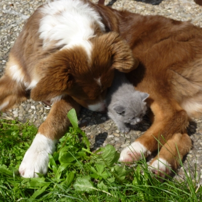 hunde-3F7ABC59B-6B7C-0DB0-9037-98E38B3D4FCC.jpg