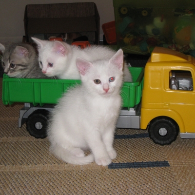 katzen-18005EF99-0D31-69B8-E071-2C1F591B1AA8.jpg
