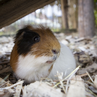 meerschweinchen-183A8248C-29AA-8649-7AF4-882087C346FA.jpg