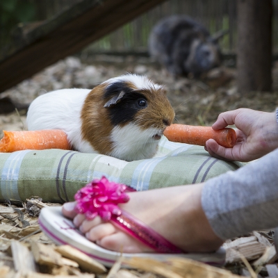 meerschweinchen-4C919F5C0-6EDB-F022-6625-7275A7400C26.jpg