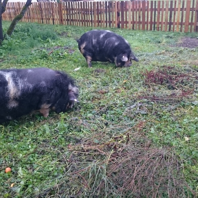 schweine-15C9BBB58-E5E2-9B25-C80F-0BF9AD8BB411.jpg